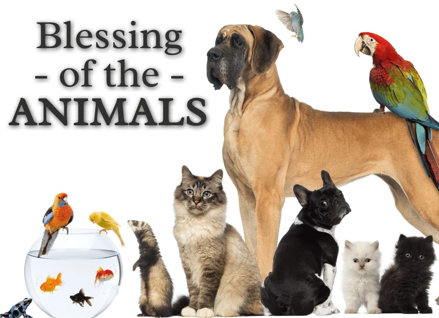 Blessing of the Pets.jpg